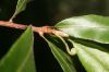image of Oleandra costaricensis