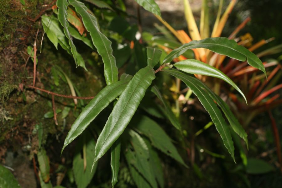 Oleandraceae Oleandra costaricensis
