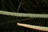 image of Cycas 