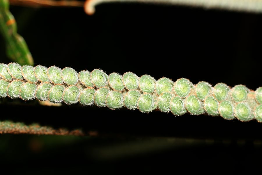 Cycadaceae Cycas 