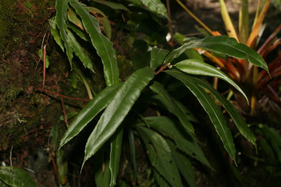 Oleandraceae Oleandra costaricensis