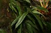 image of Oleandra costaricensis