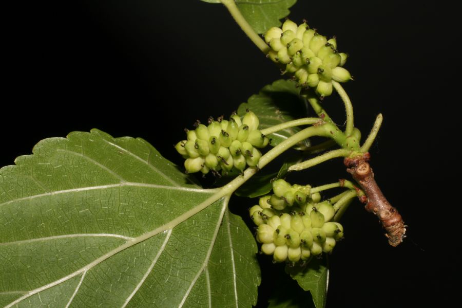 Moraceae Morus alba