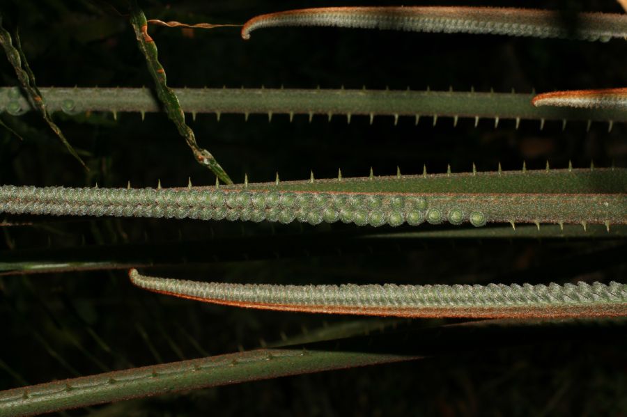 Cycadaceae Cycas 