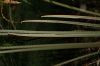 image of Cycas 