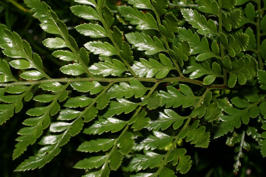 Dryopteridaceae Rumohra adiantiformis