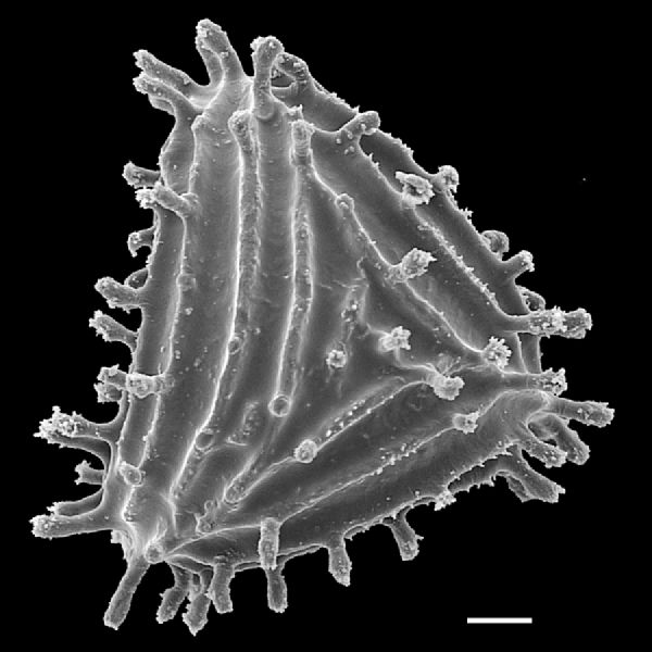Anemiaceae Anemia hispida