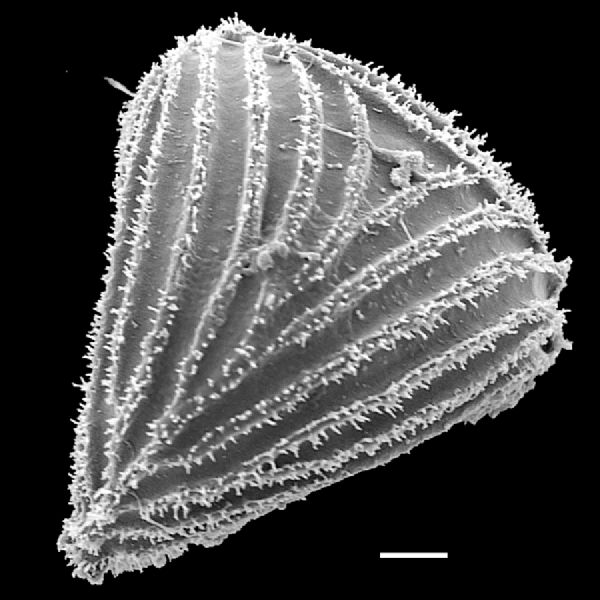 Anemiaceae Anemia hispida