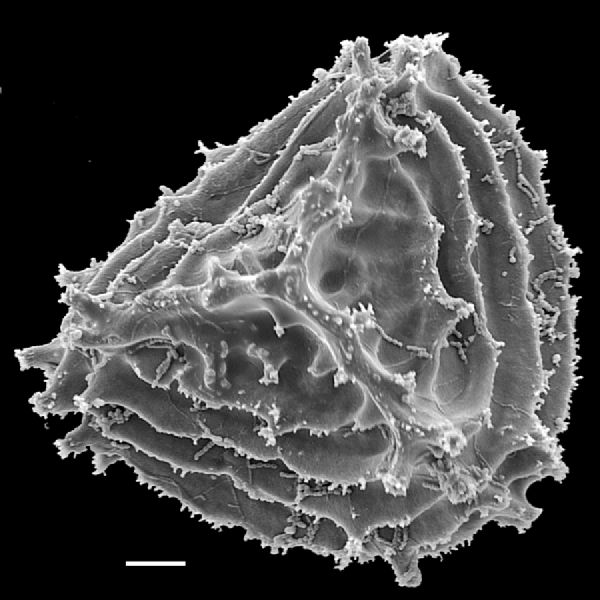 Anemiaceae Anemia hispida