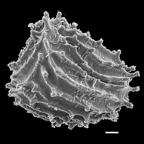 Anemiaceae Anemia hispida