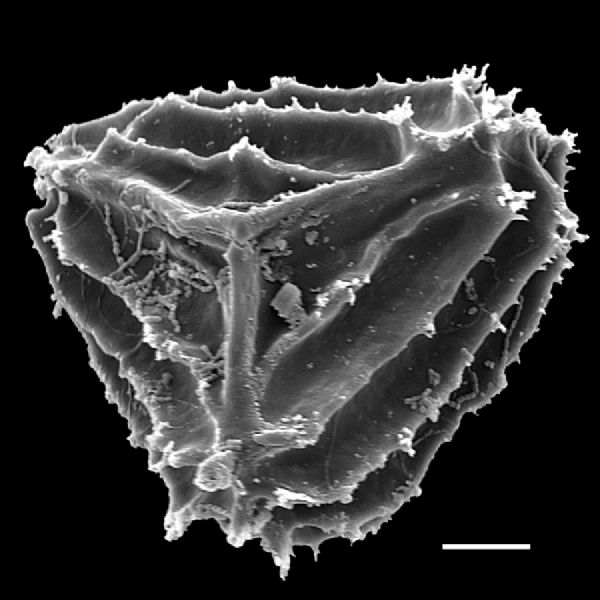 Anemiaceae Anemia hispida