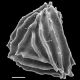 image of Anemia hispida