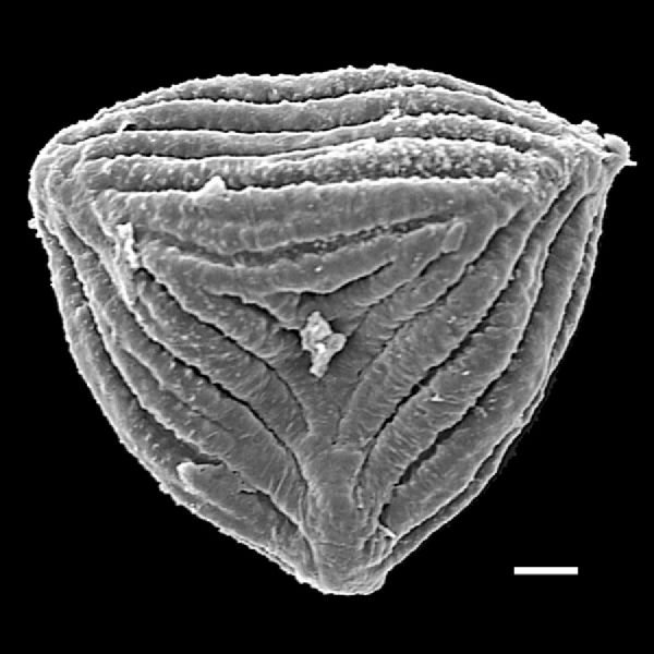 Anemiaceae Anemia irwinii