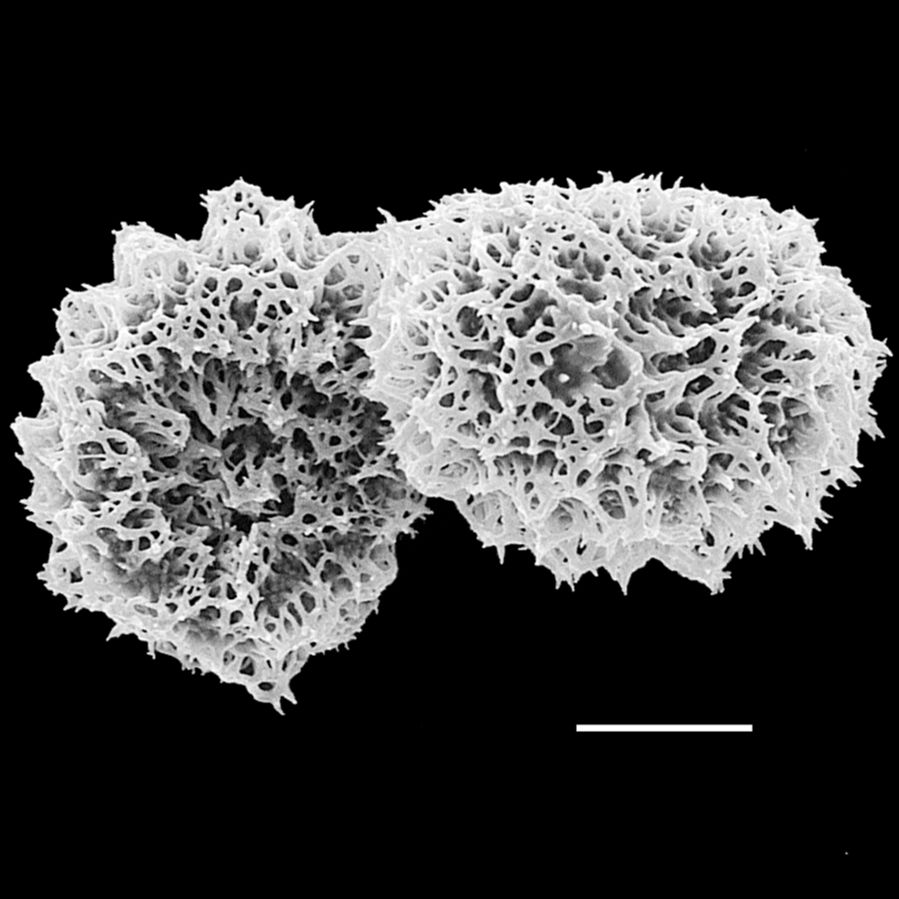 Dryopteridaceae Elaphoglossum 