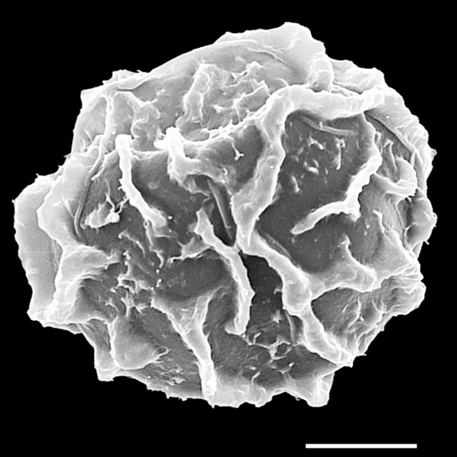 Dryopteridaceae Elaphoglossum brenesii