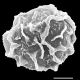 image of Elaphoglossum brenesii