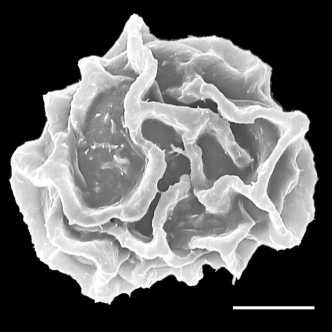 Dryopteridaceae Elaphoglossum brenesii