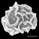 image of Elaphoglossum brenesii
