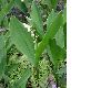 image of Convallaria majalis