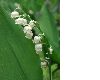 image of Convallaria majalis