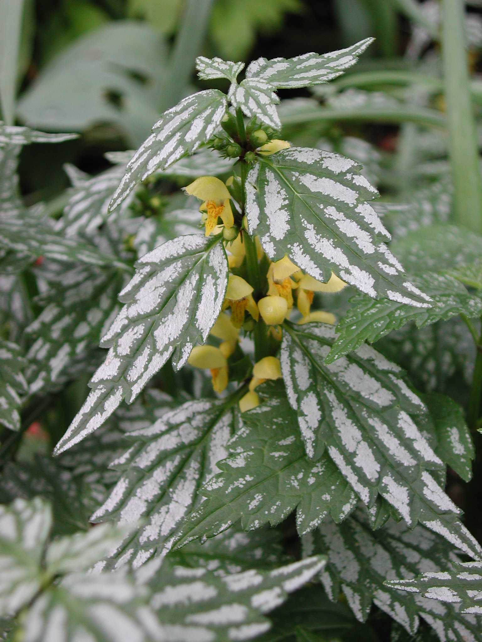 Lamiaceae Lamium galeobdolon
