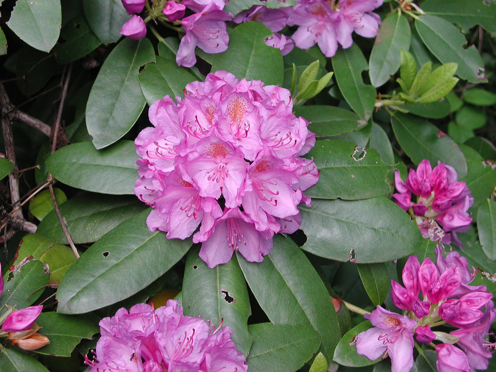 Ericaceae Rhododendron maximum