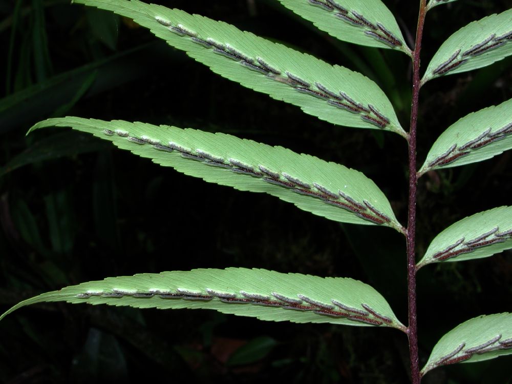 Aspleniaceae Asplenium serra