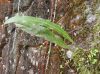 image of Campyloneurum xalapense