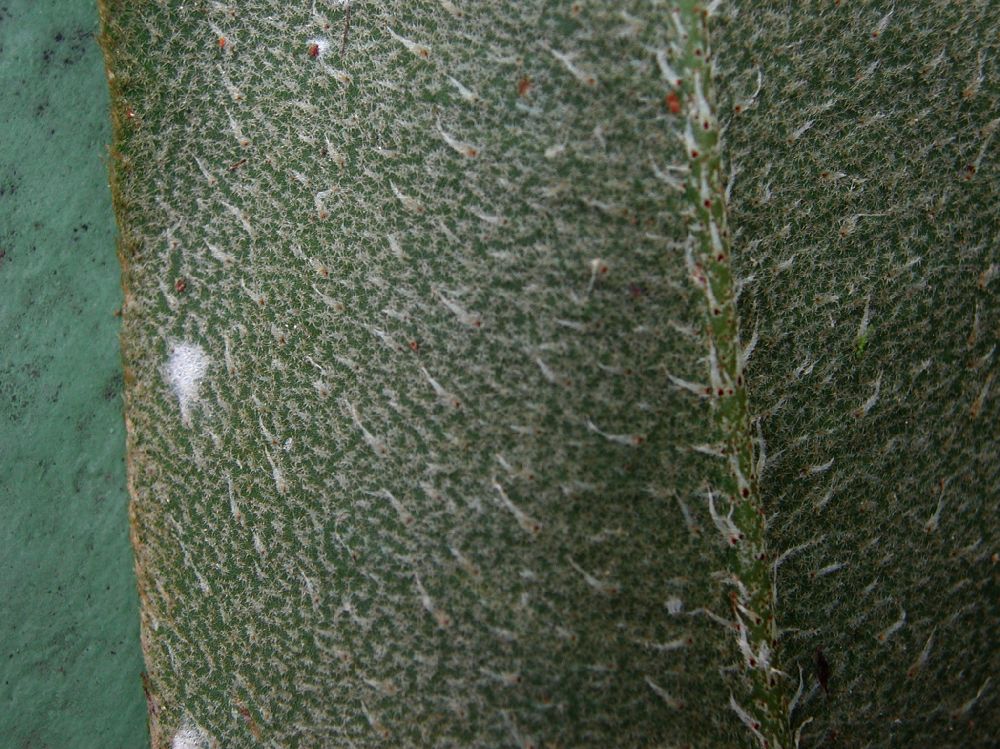 Dryopteridaceae Elaphoglossum brenesii