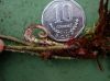 image of Elaphoglossum brenesii