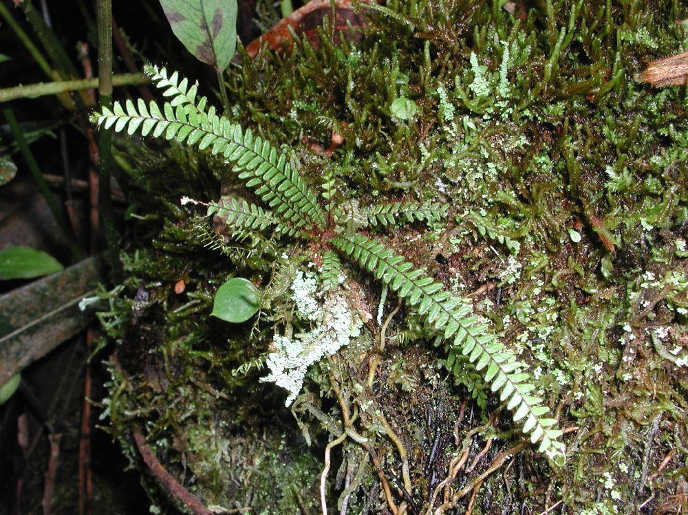 Grammitidaceae Moranopteris taenifolia