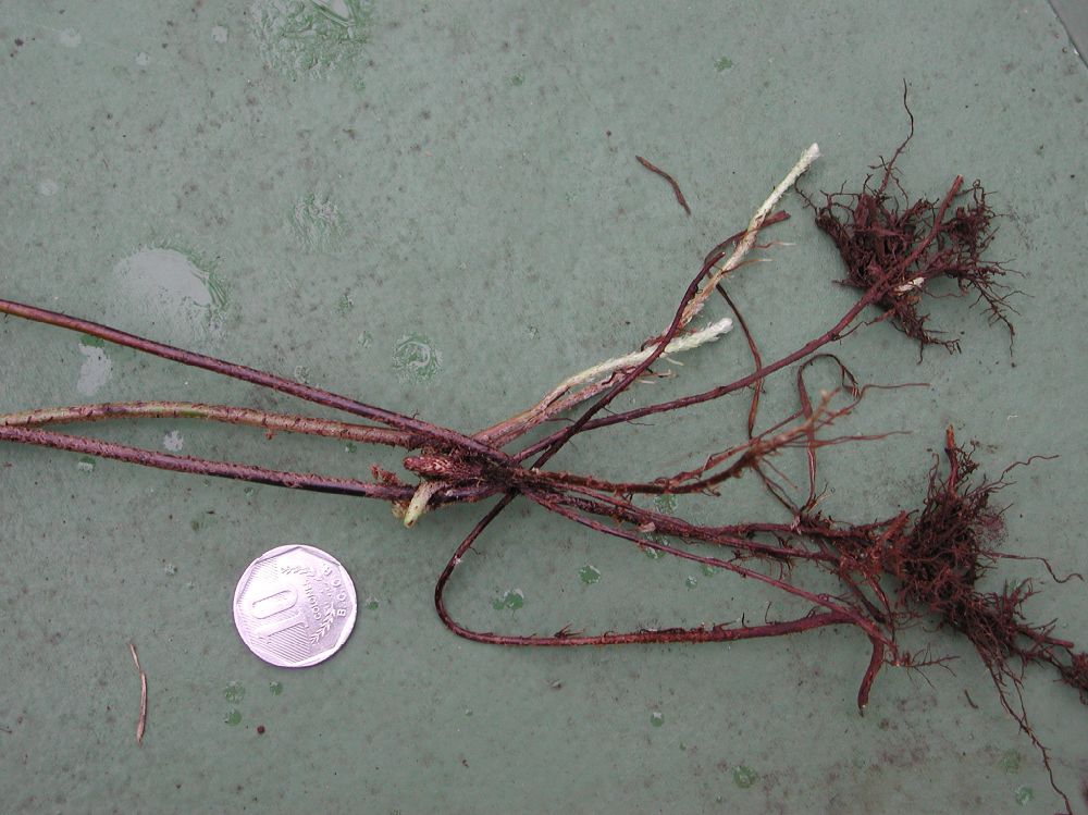 Nephrolepidaceae Nephrolepis brownii