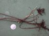 image of Nephrolepis brownii