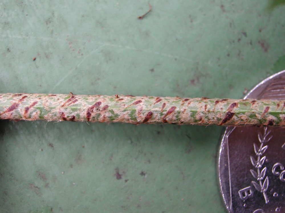 Nephrolepidaceae Nephrolepis brownii