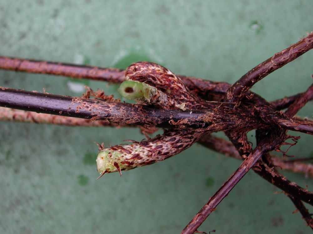 Nephrolepidaceae Nephrolepis brownii