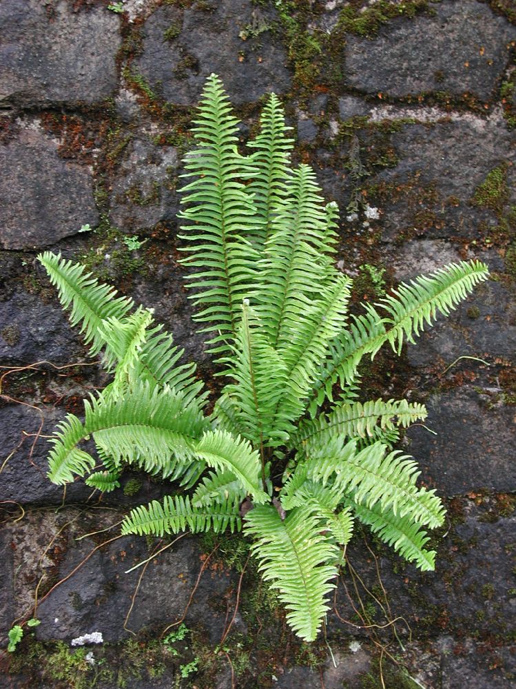Nephrolepidaceae Nephrolepis brownii
