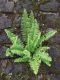 image of Nephrolepis brownii