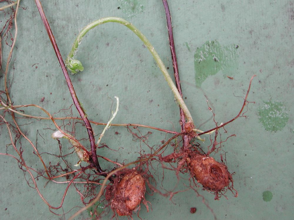 Nephrolepidaceae Nephrolepis undulata