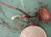 image of Nephrolepis undulata
