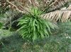 image of Nephrolepis undulata