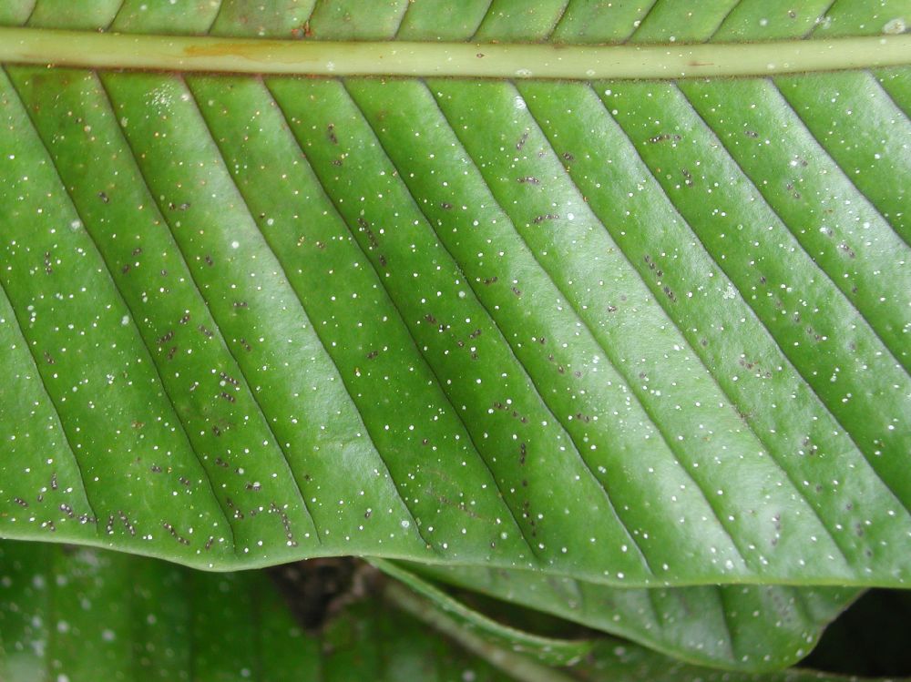 Polypodiaceae Niphidium crassifolium