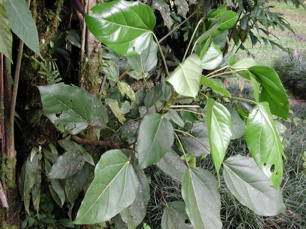 Araliaceae Oreopanax 