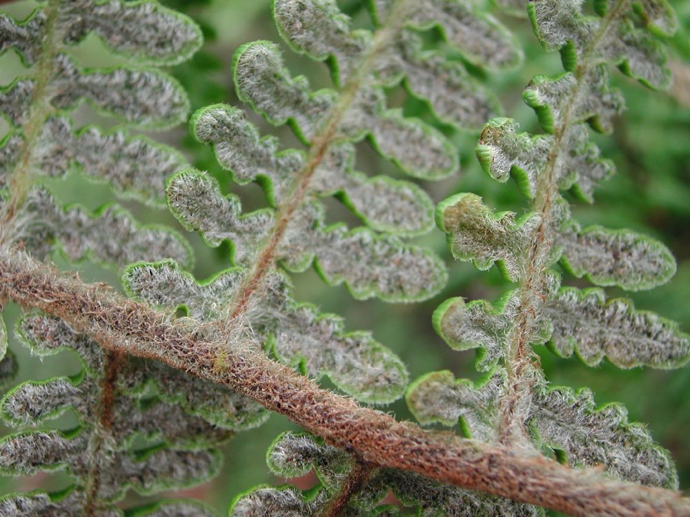 Pteridaceae Pityrogramma ferruginea