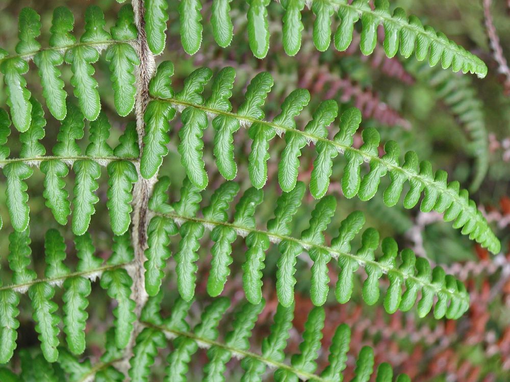 Pteridaceae Pityrogramma ferruginea