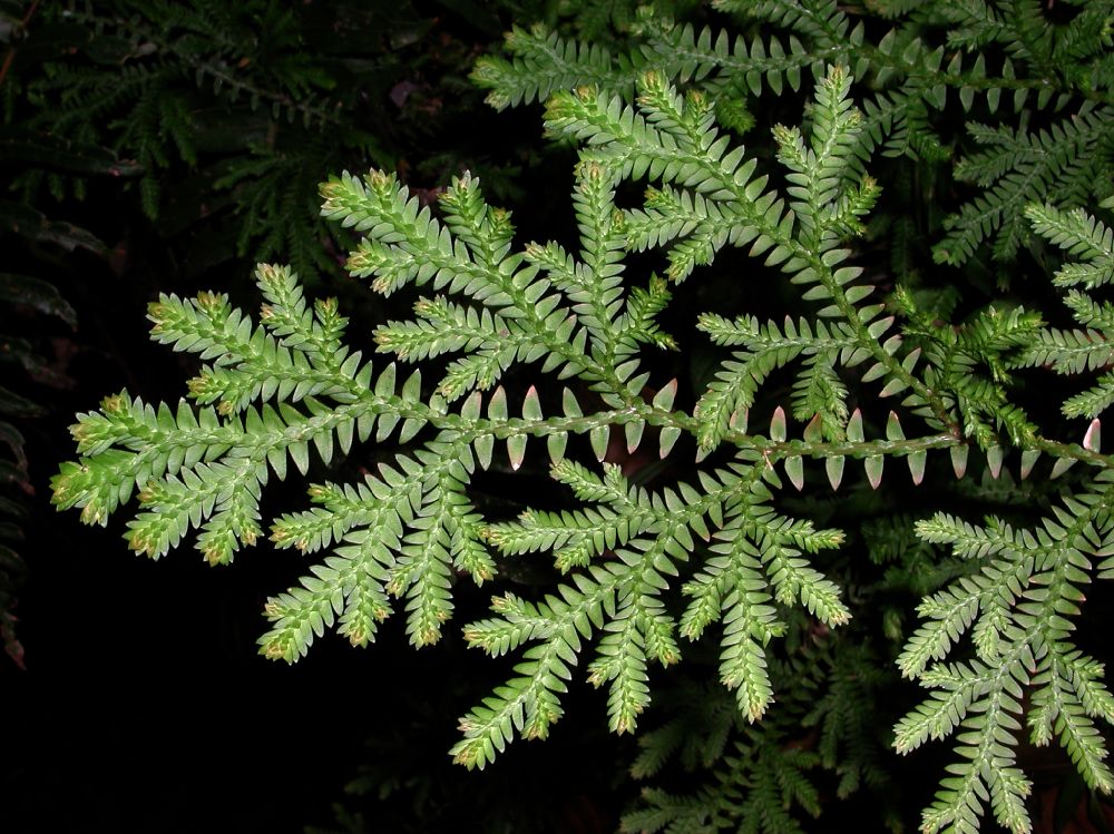 Selaginellaceae Selaginella eurynota