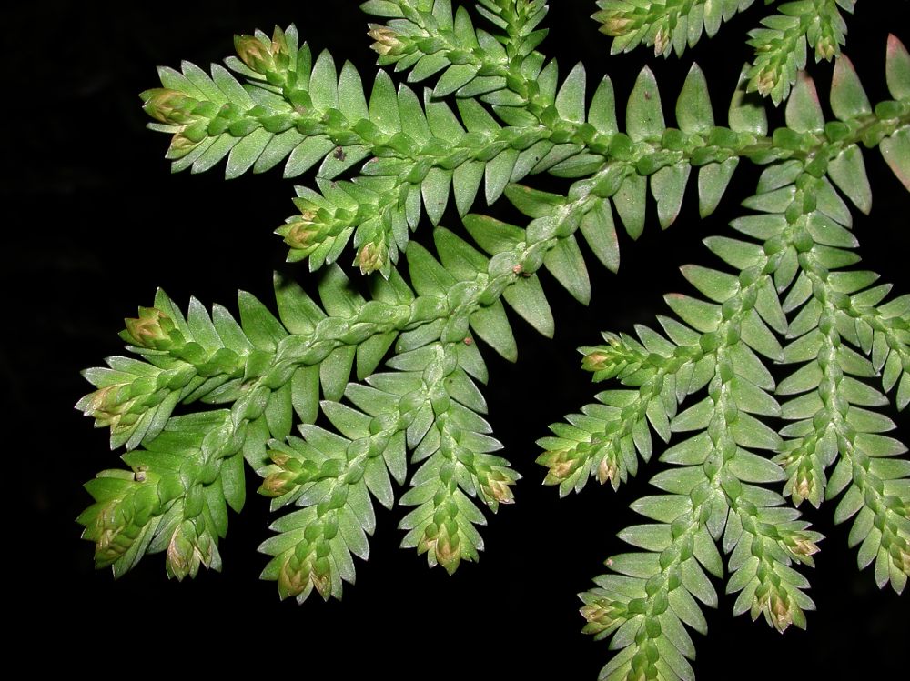 Selaginellaceae Selaginella eurynota