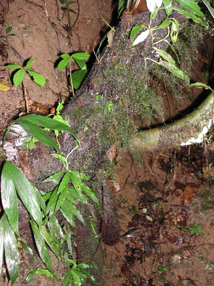 Hymenophyllaceae Polyphlebium capillaceum