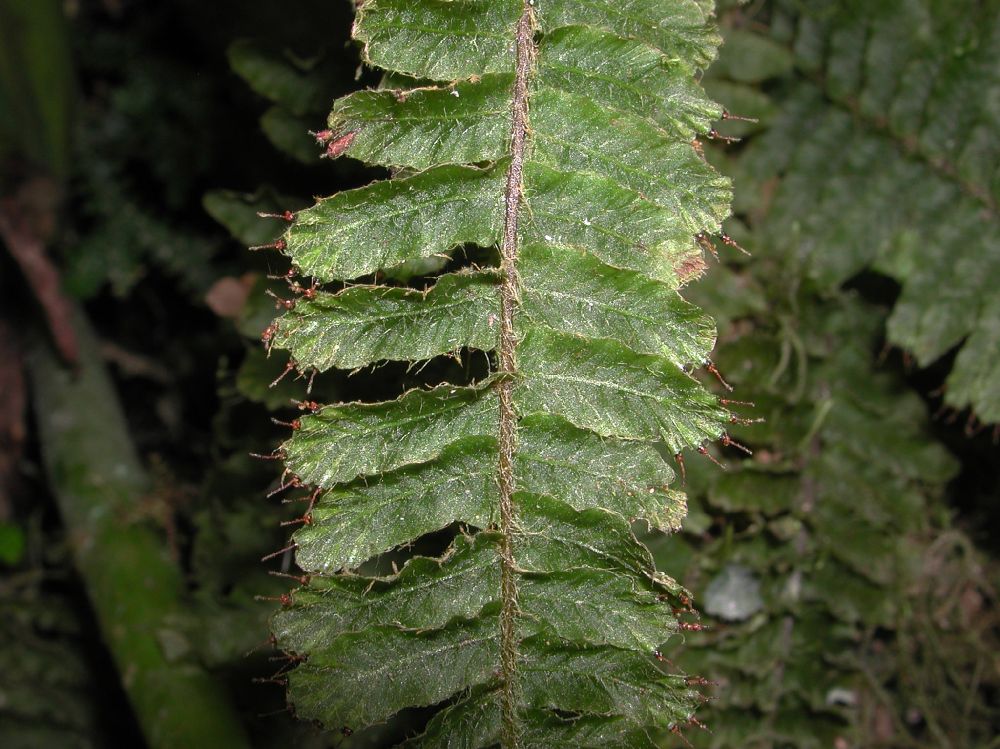 Hymenophyllaceae Trichomanes crispum