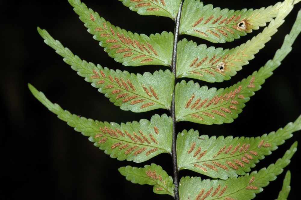 Aspleniaceae Asplenium harpeodes