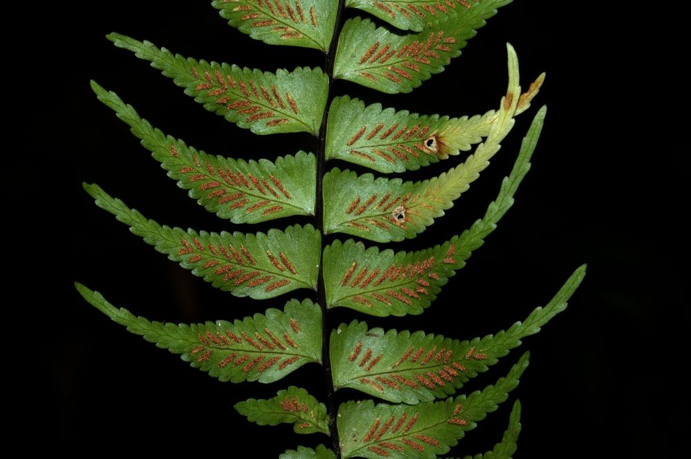 Aspleniaceae Asplenium harpeodes